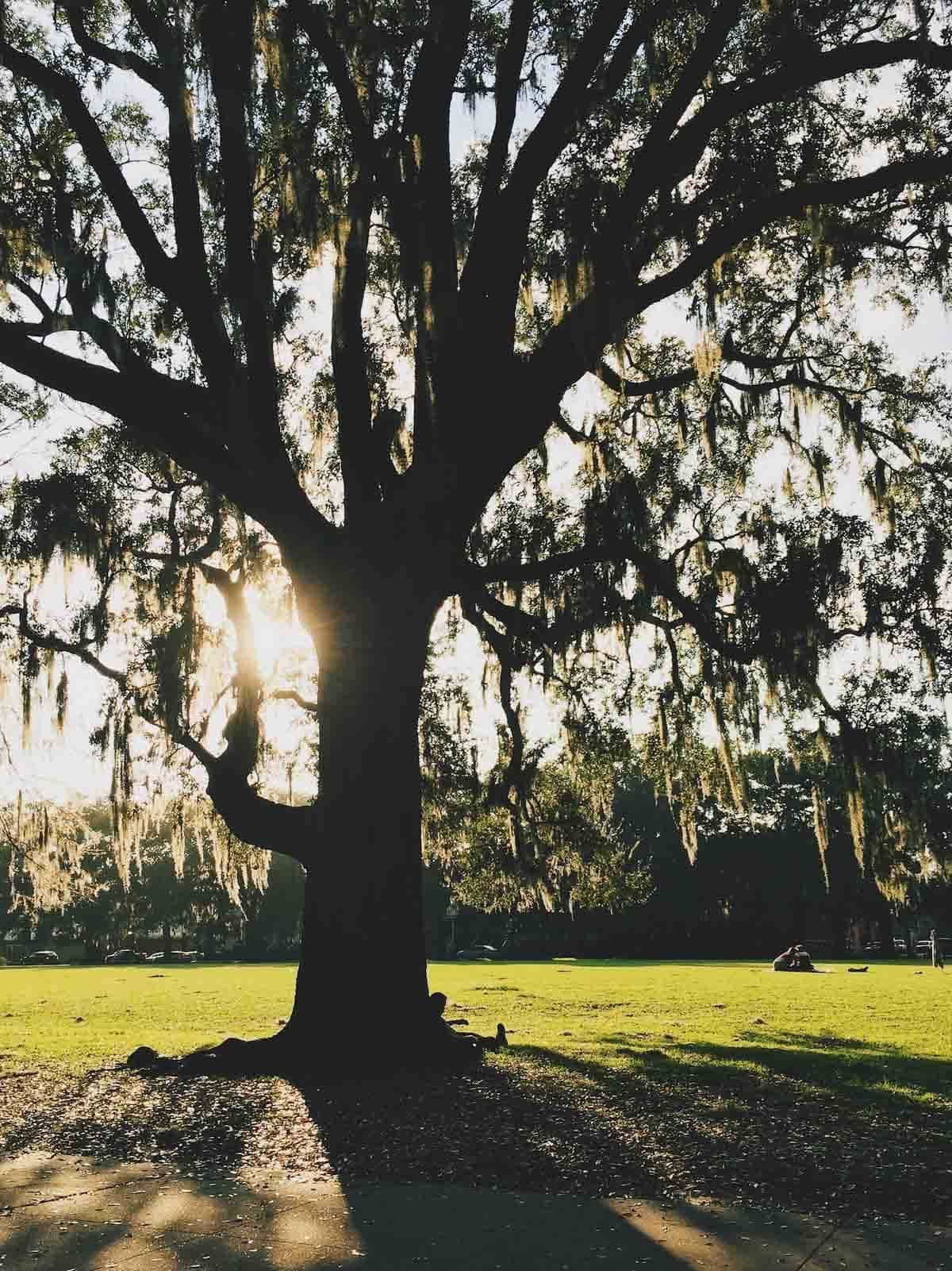 Beautiful tree during sunset.